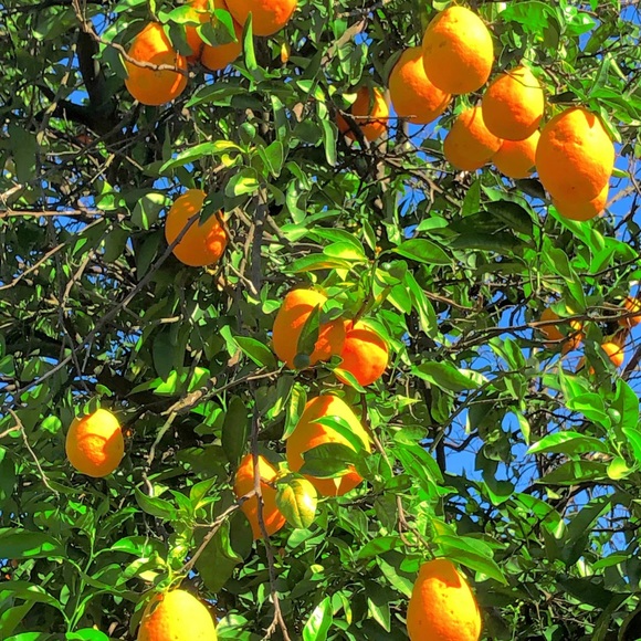 Meet your Posher, Snowwhite - Picture 3 of 13